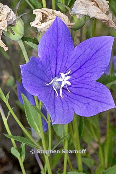 platycodon grandiflorus 2 graphic